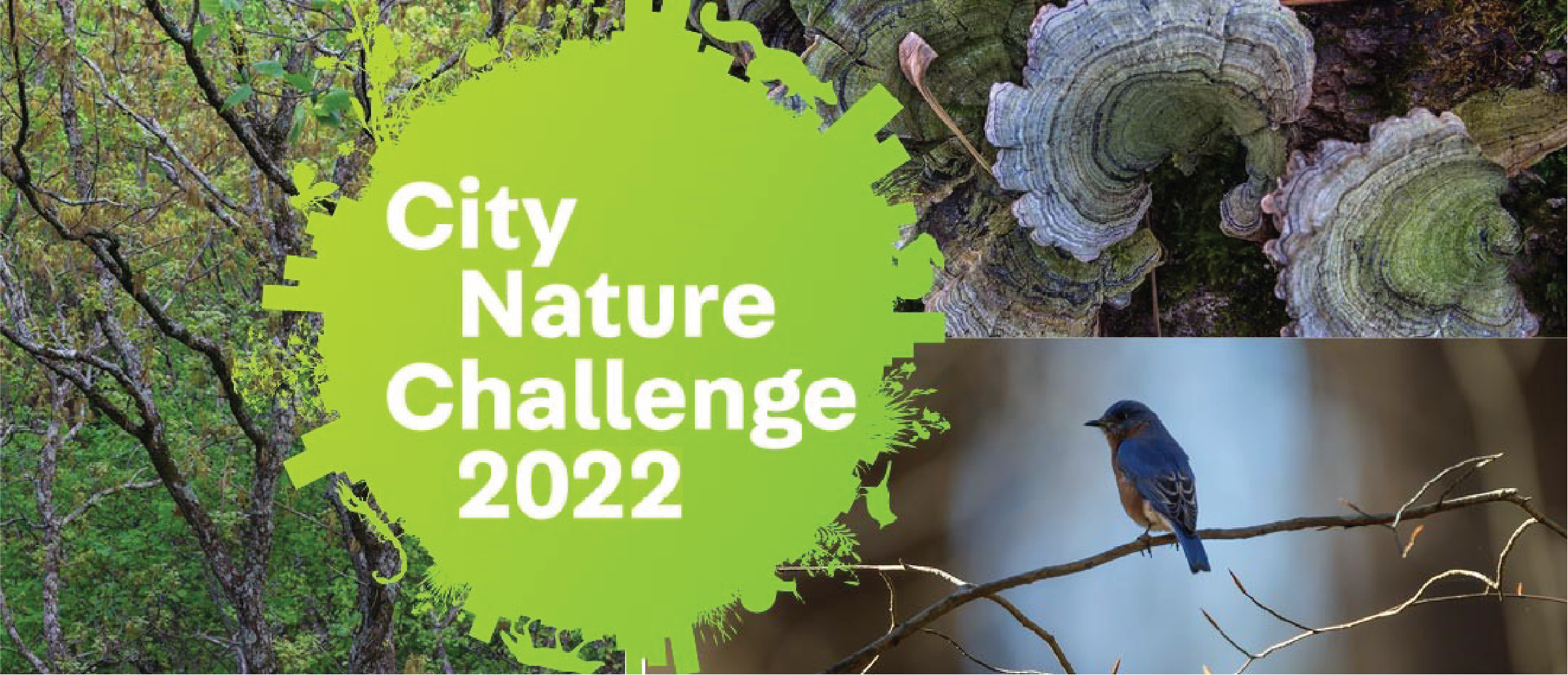 City Nature Challenge 2022
