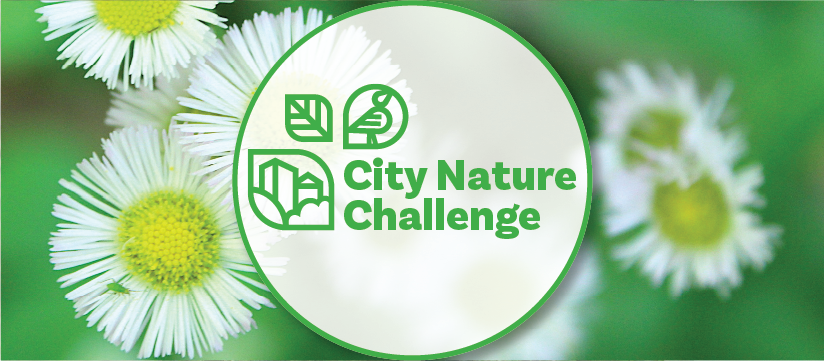 City Nature Challenge 2025