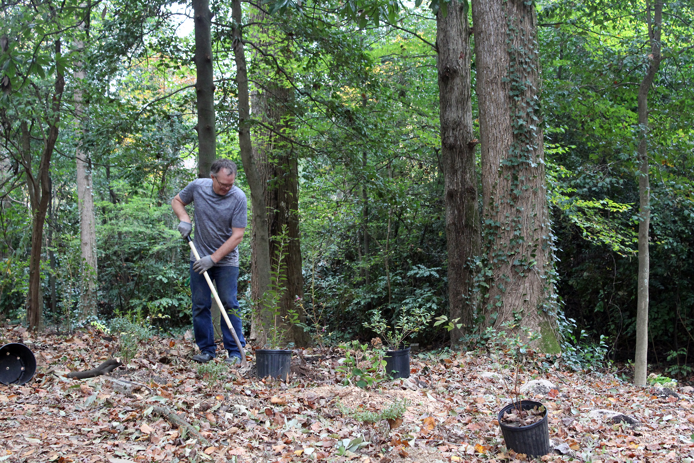 Jim planting camellias in Cator Woolford Gardens