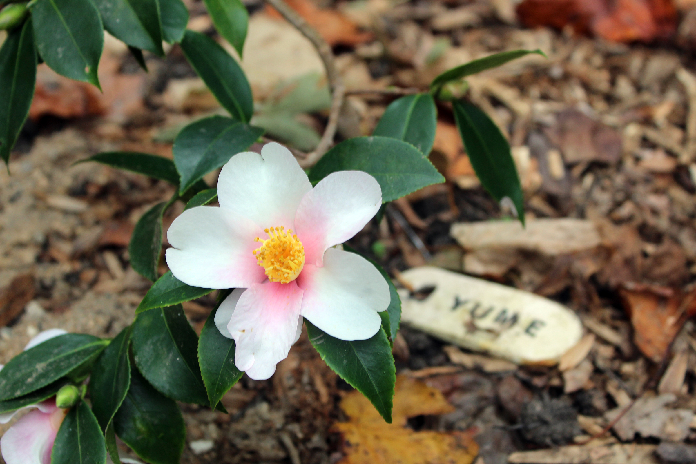 Jim makes a ceramic placard to identify each camellia.