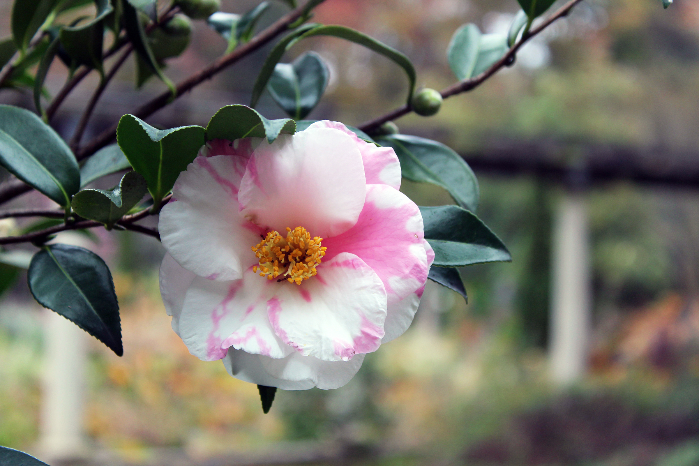 The variegation in this camellia is caused by a virus. 