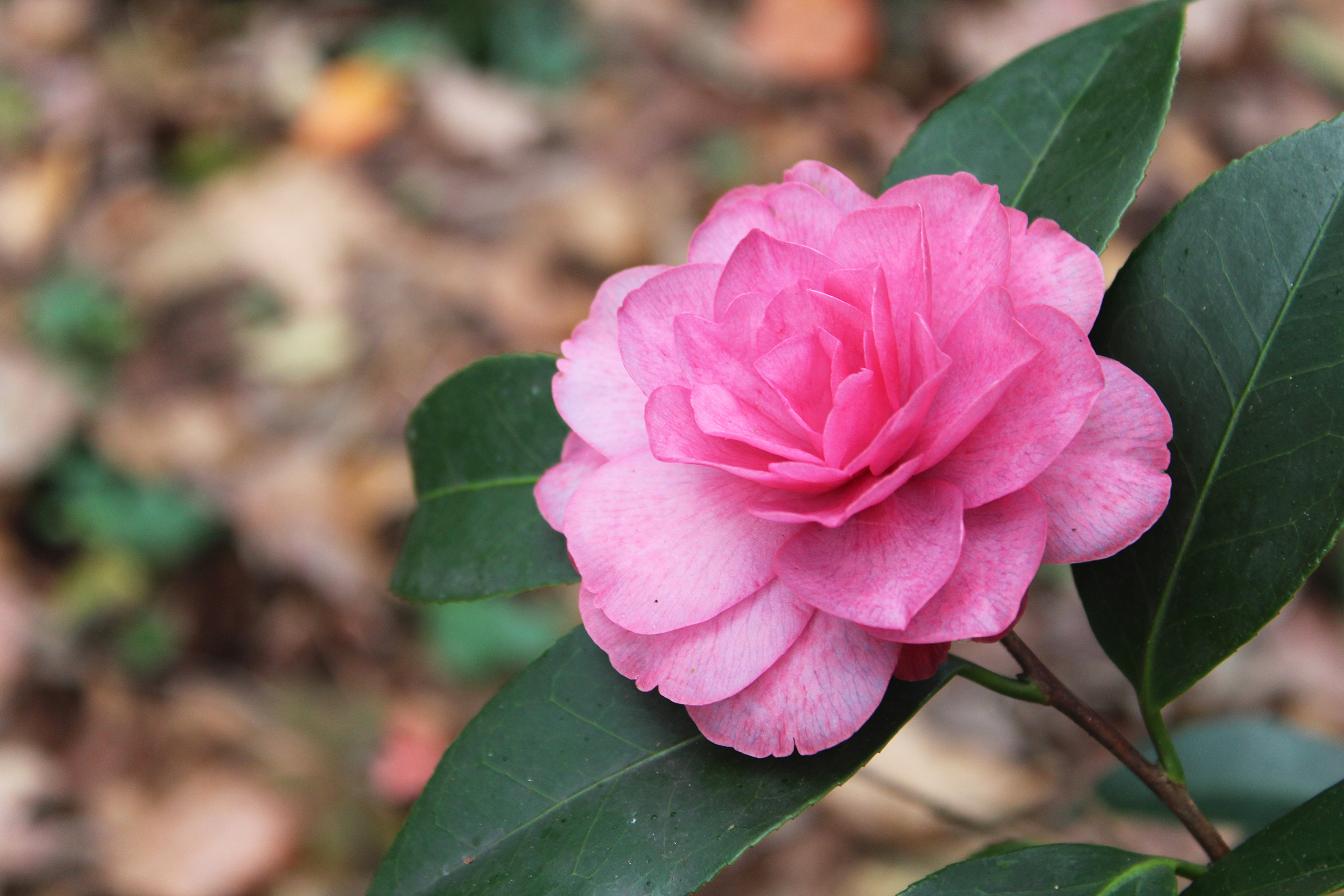 One of the many beauties planted by Jim.