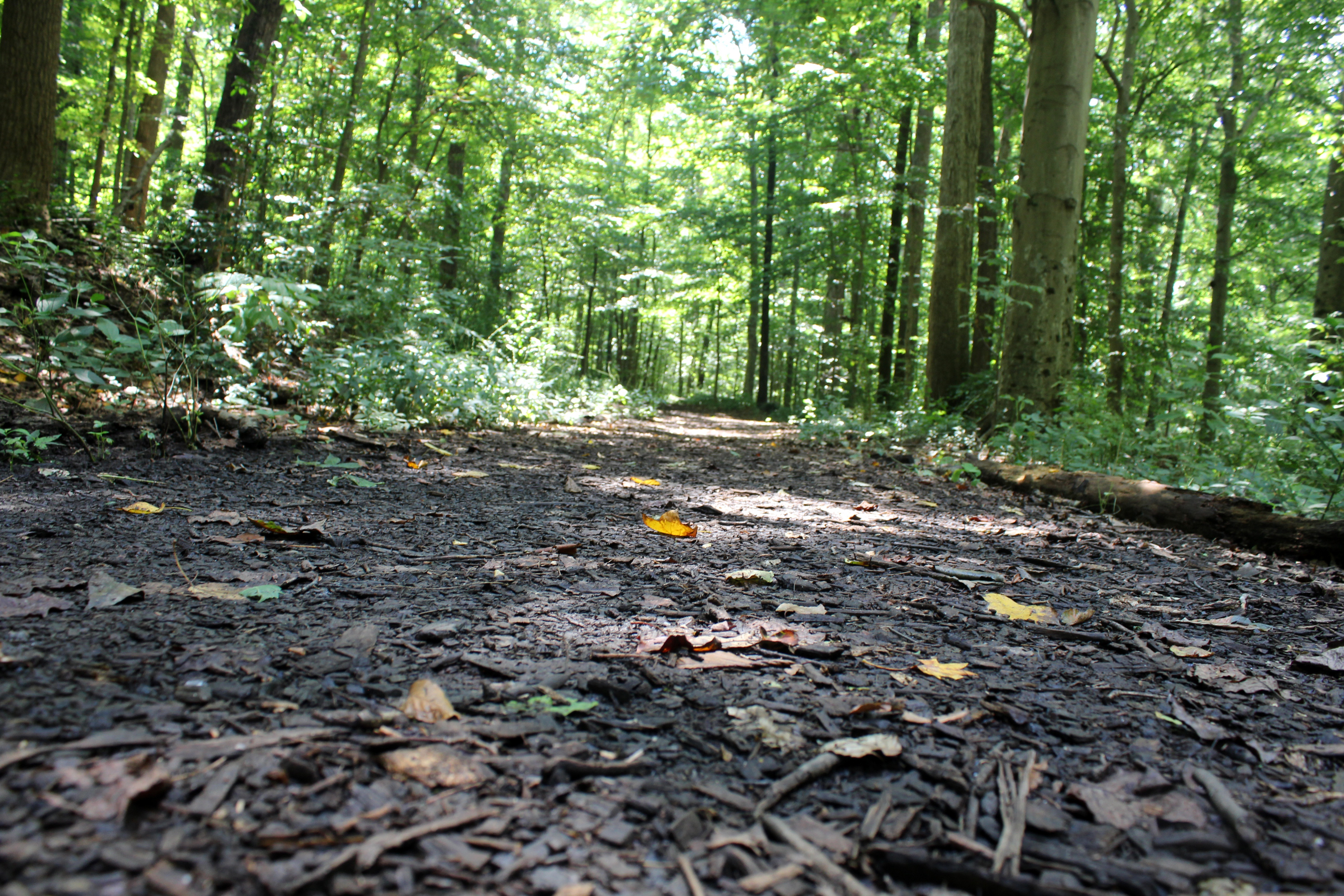 Frazer Forest