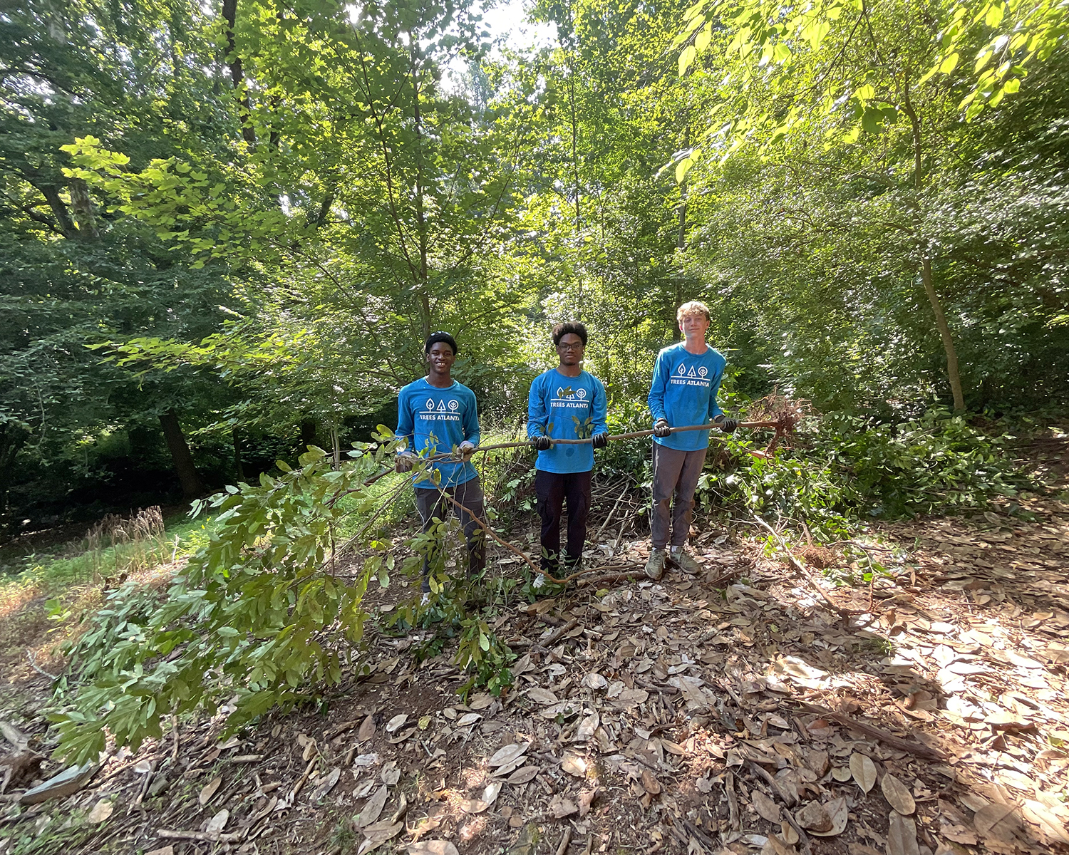 No cherry laurel is too big for this intrepid Youth Tree Team!