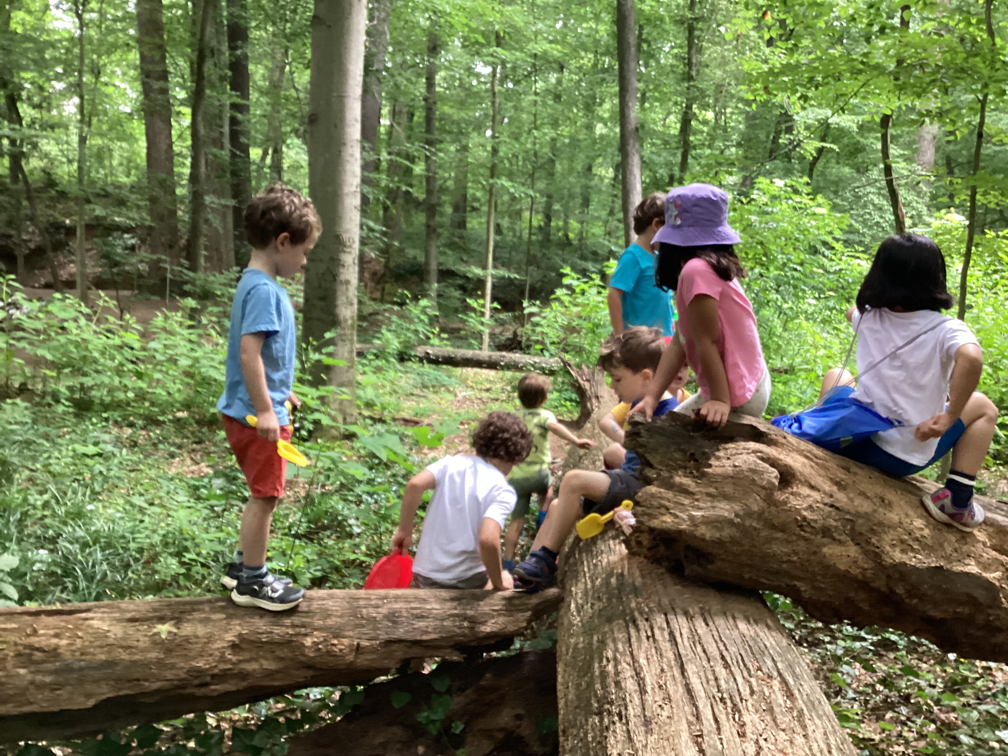 Fallen tree or pirate ship? Yes!