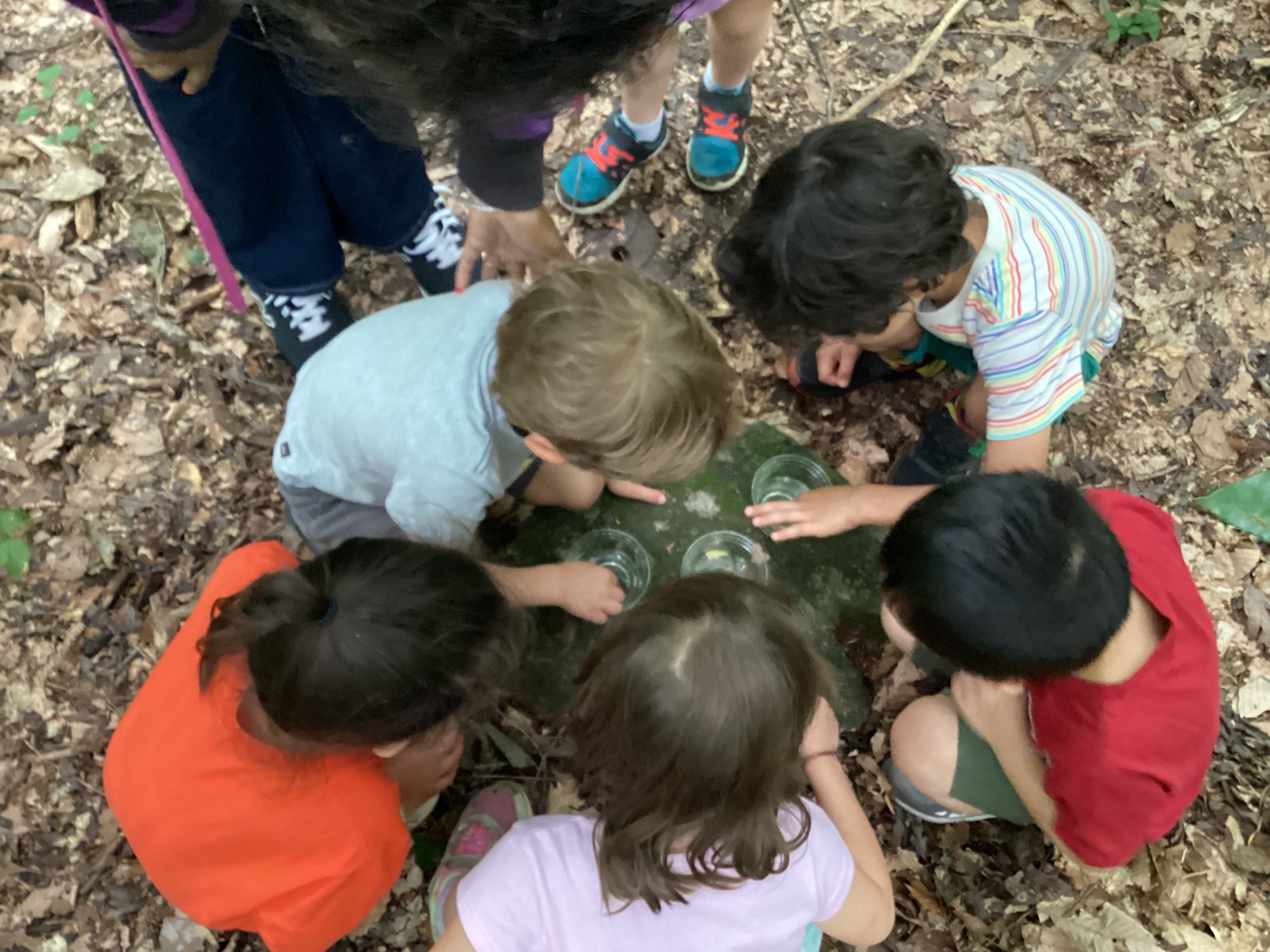 Campers testing out modes of seed distribution. Will these seeds float or sink?