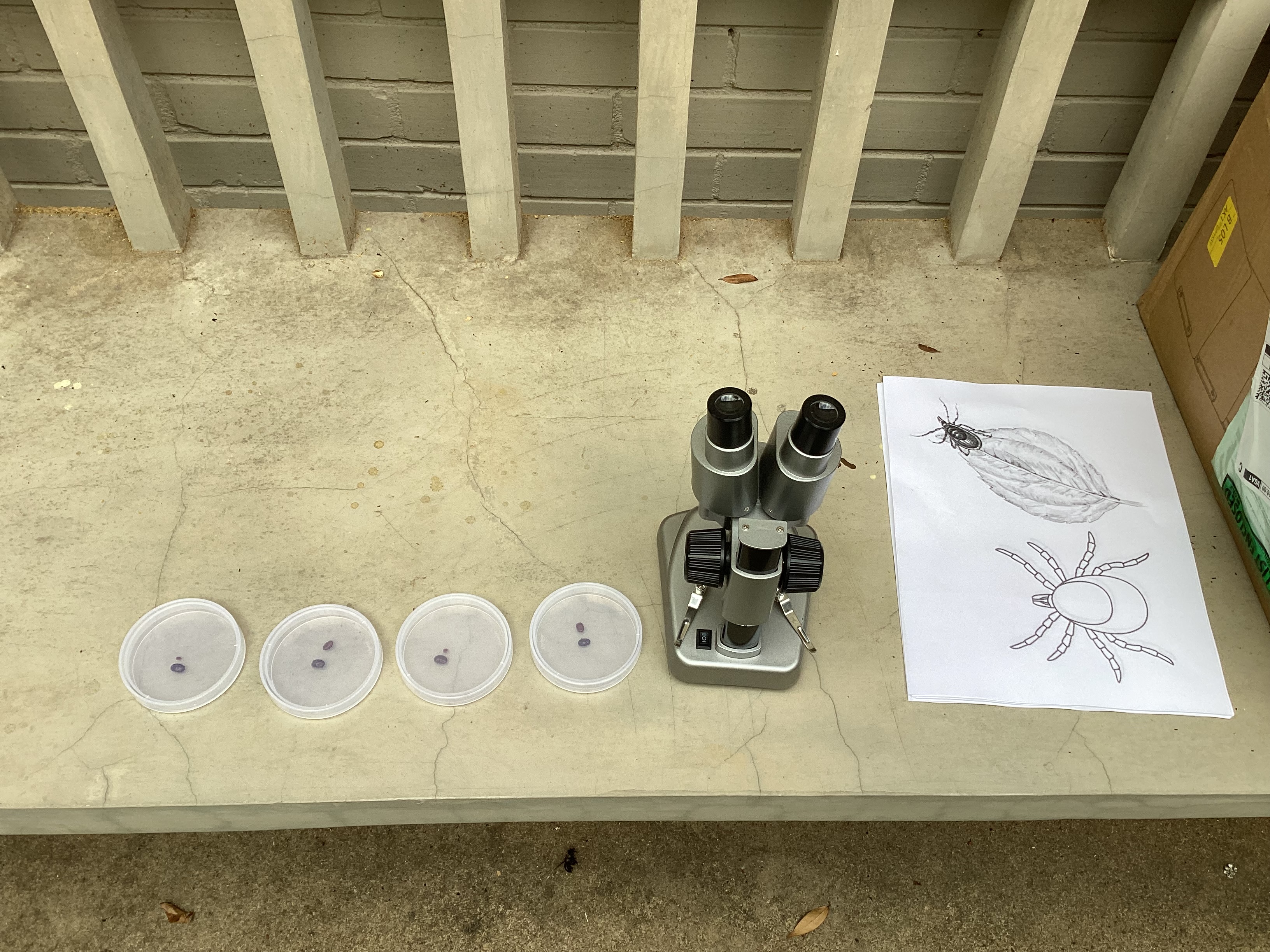 Summer Camp 2023: Bugs are fun!