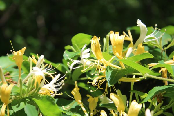 img_3049_600x400.jpg
