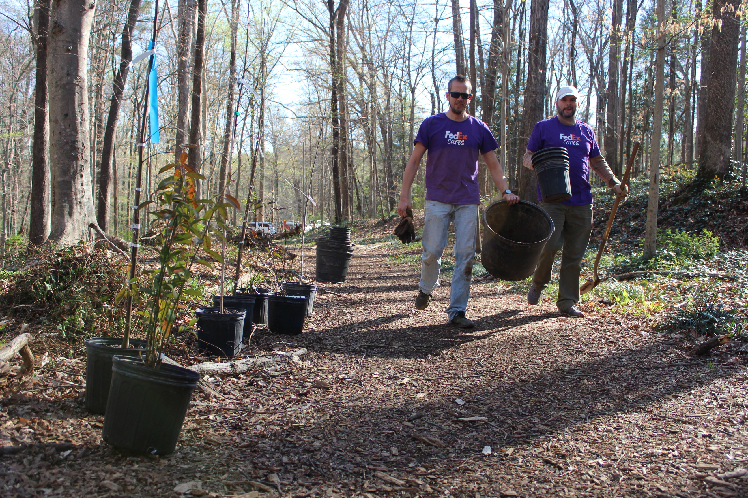 Volunteers from FedEx helping out in Frazer Forest.