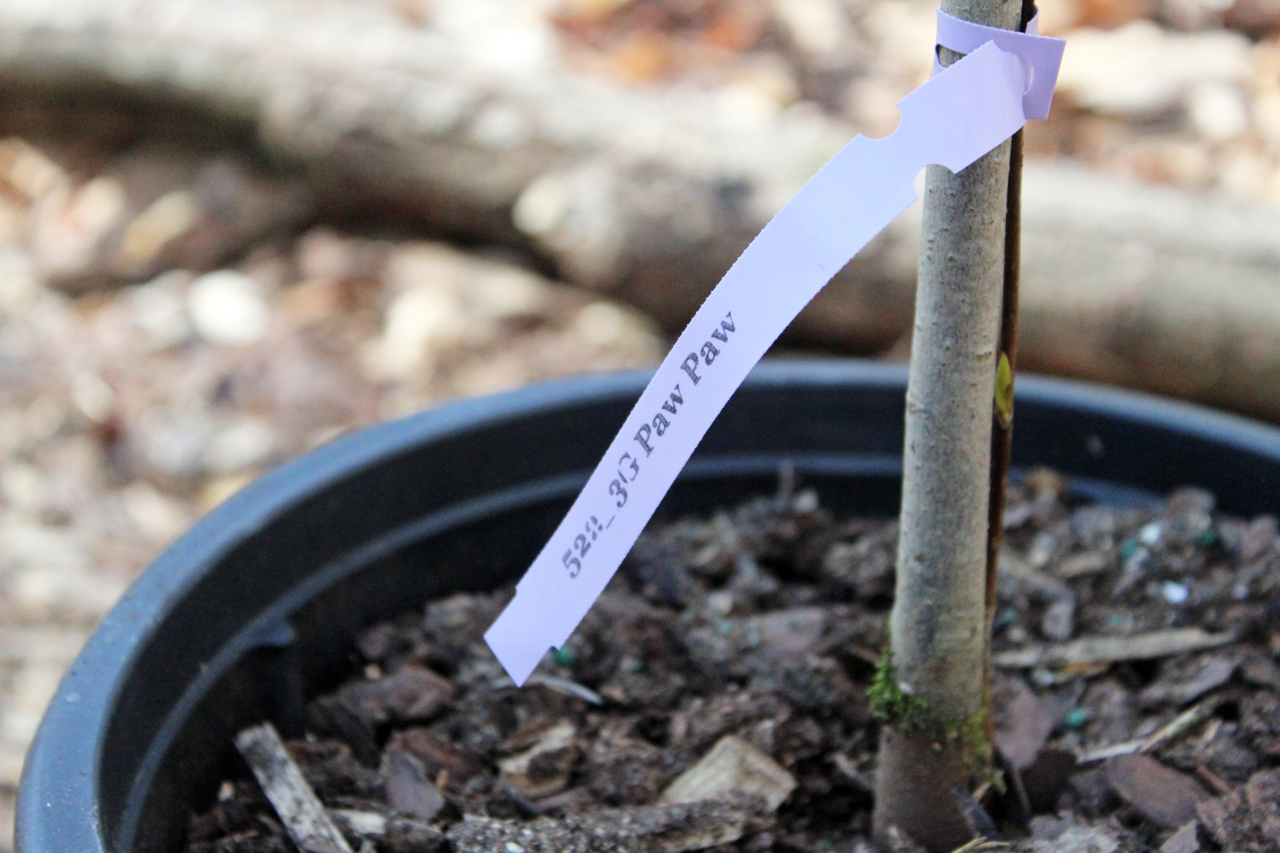 A new pawpaw tree, native to this area