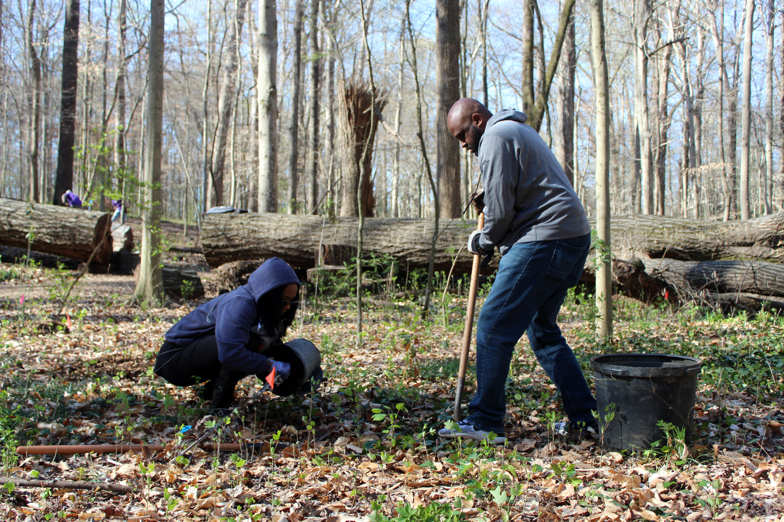 Volunteers from FedEx planting new trees in Frazer Forest.