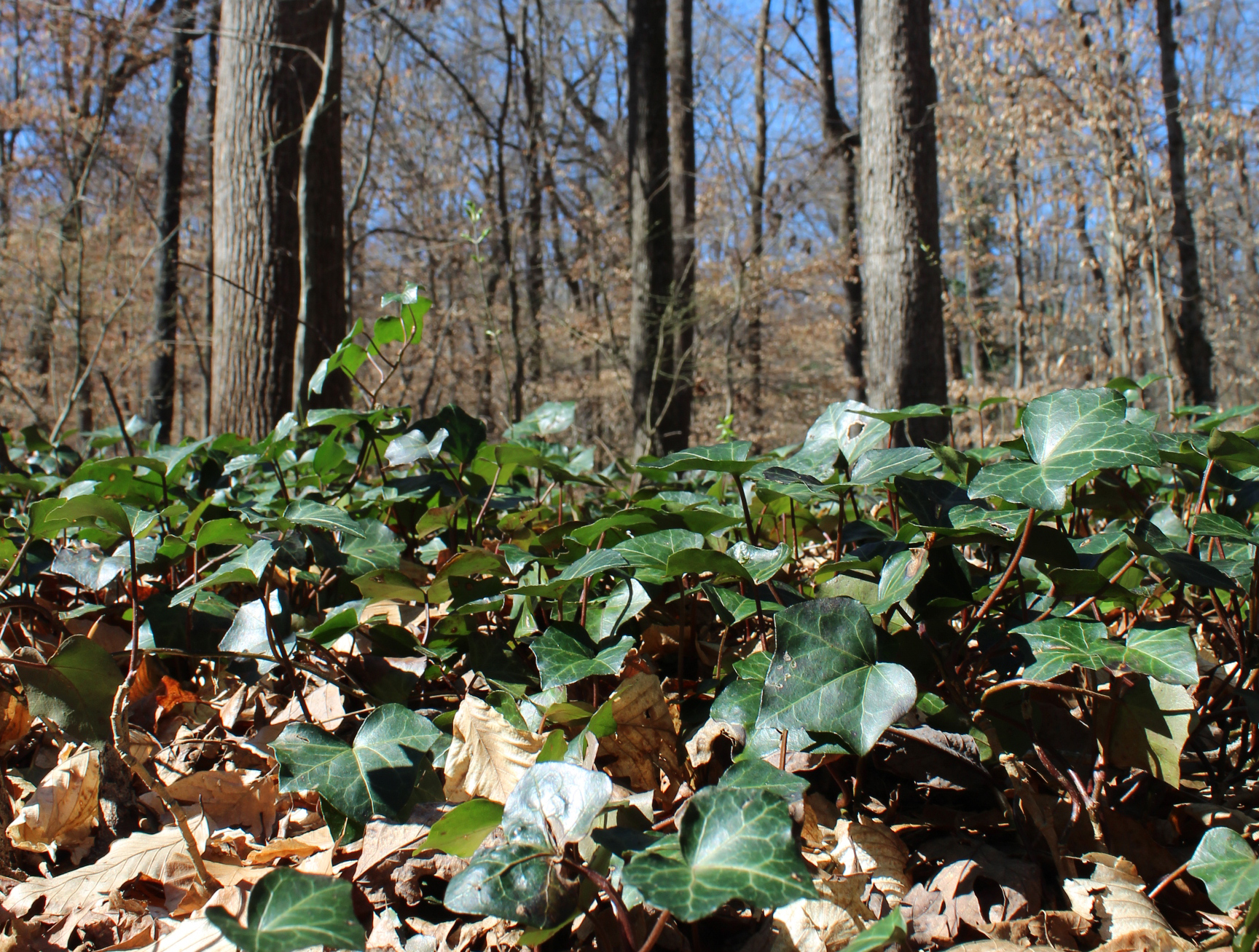 img_7353_crop.jpg