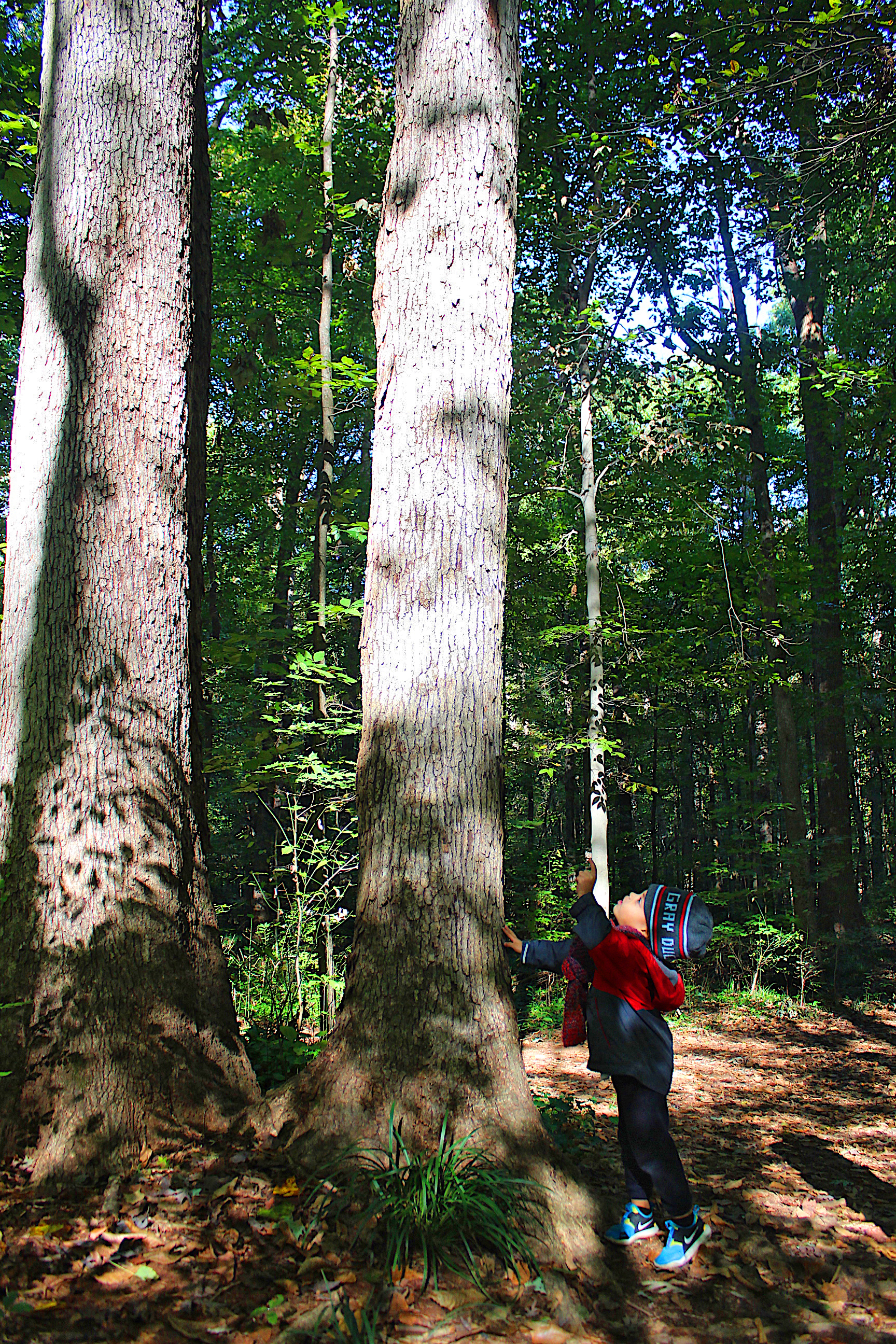 Frazer Forest Outdoor Classroom