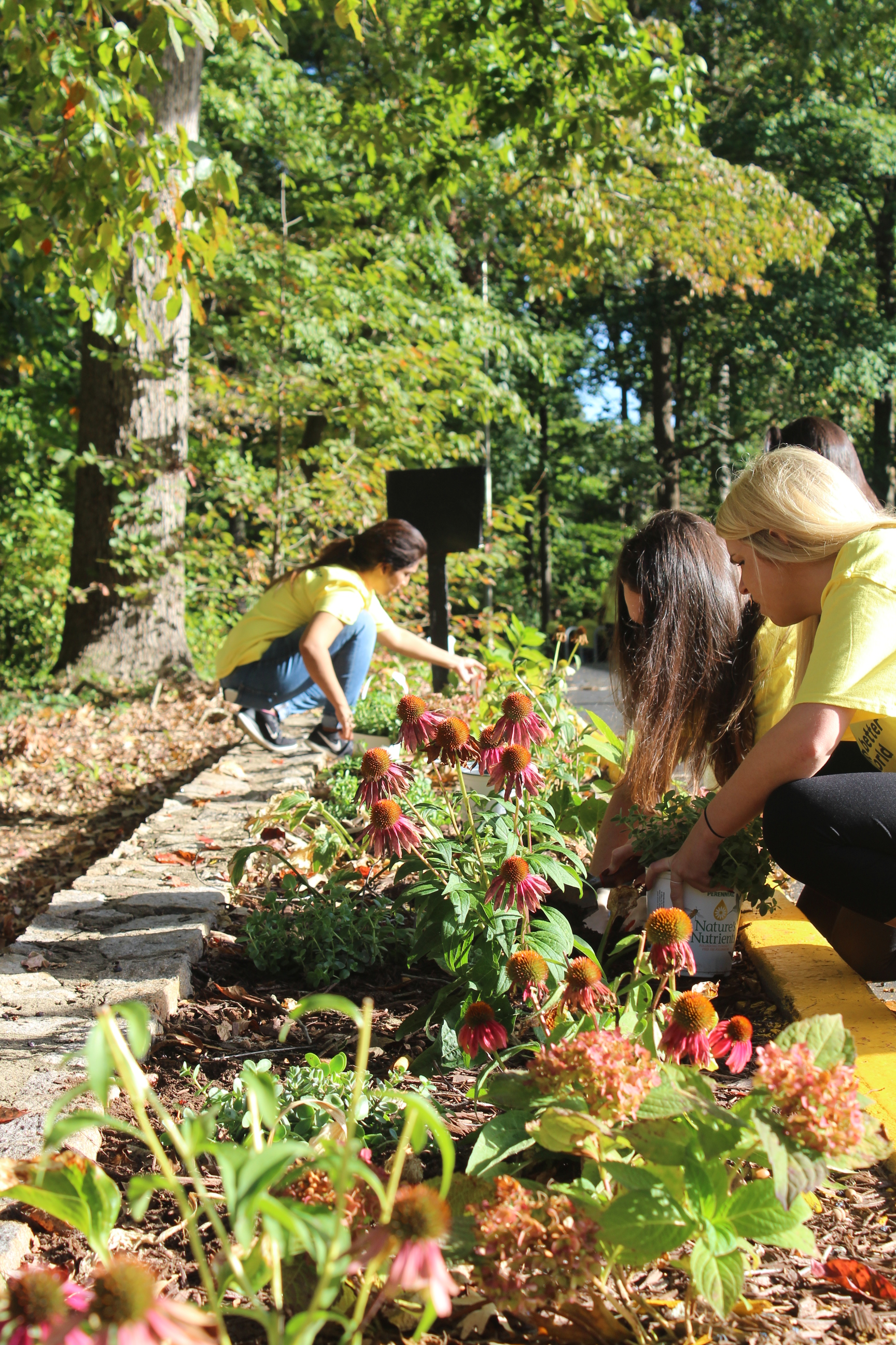 Ernst & Young employees planting flowers along our drive