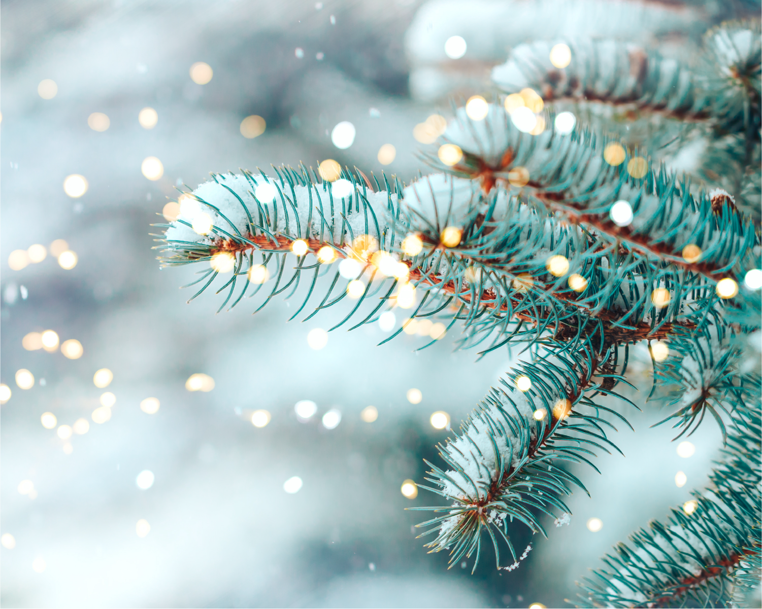 winterwonders_12-2024_image_va.png